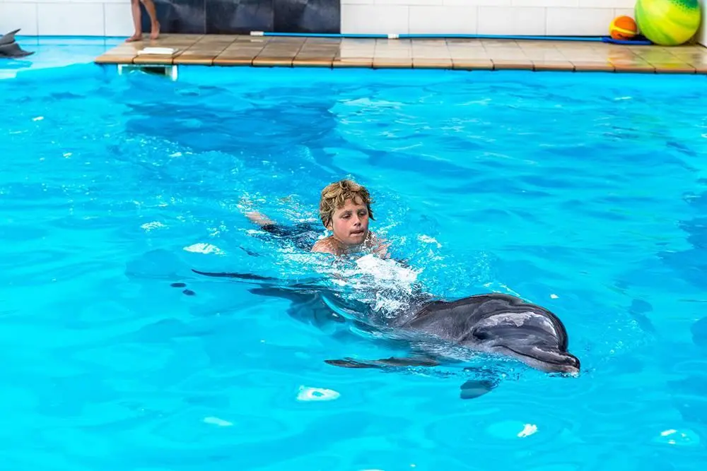 Dolphin Show Hurghada Price 3