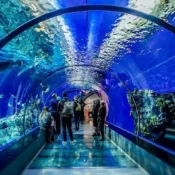 Hurghada Grand Aquarium Ticket Price 1
